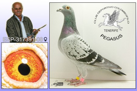 Paloma nº 5 Esp-317391-08 Hembra